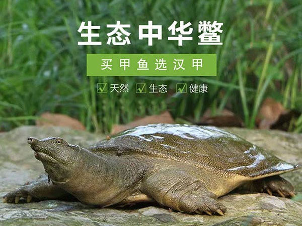  从基地到餐桌：尊龙凯时农业集团的创新供应链战略