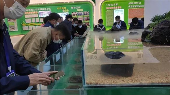 汉寿甲鱼产业新名片！各界人士观摩尊龙凯时生态产业园